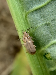 Galerucella grisescens