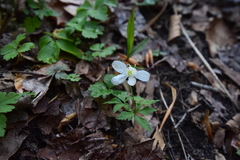Anemonoides quinquefolia