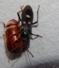 Ectomocoris quadrimaculatus