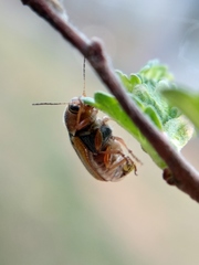 Cryptocephalus lemniscatus