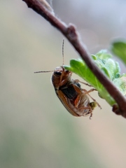 Cryptocephalus lemniscatus