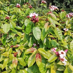 Strophanthus gratus