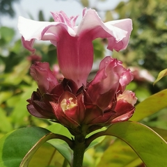 Strophanthus gratus