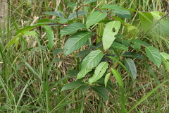 Glochidion sumatranum