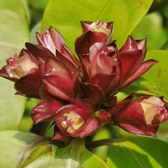 Strophanthus gratus