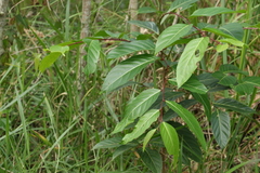 Glochidion sumatranum