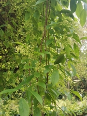 Celastrus paniculatus