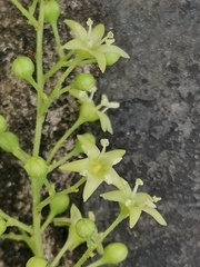 Celastrus paniculatus