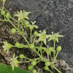 Celastrus paniculatus