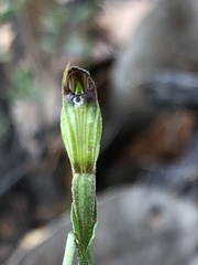 Pterostylis rubescens