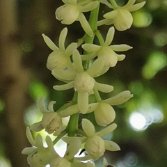 Tinomiscium petiolare