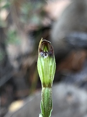 Pterostylis rubescens