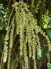 Tinomiscium petiolare