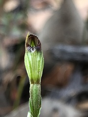 Pterostylis rubescens