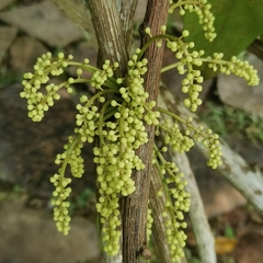 Tinomiscium petiolare