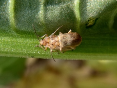 Galerucella grisescens