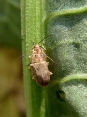 Galerucella grisescens