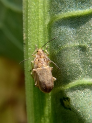 Galerucella grisescens