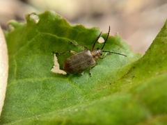 Galerucella grisescens