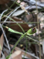 Pterostylis rubescens