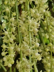 Tinomiscium petiolare