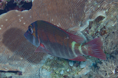 Lethrinus erythropterus