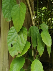 Tinomiscium petiolare