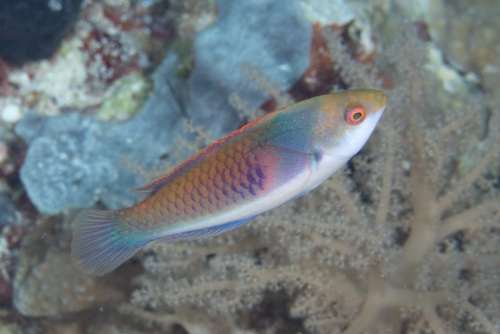 Blue-scaled fairy-wrasse (Cirrhilabrus cyanopleura) — Labridae — 5