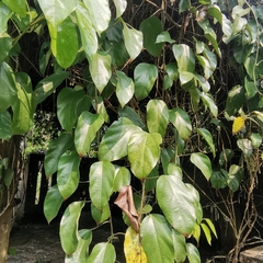 Tinomiscium petiolare