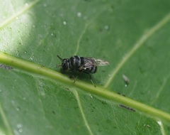 Adoxomyia