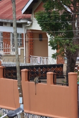 Chlorocebus aethiops