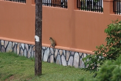 Chlorocebus aethiops