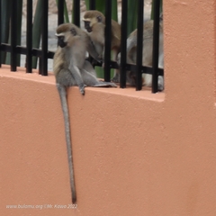 Chlorocebus aethiops