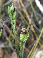 Pterostylis rubescens
