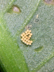 Galerucella grisescens