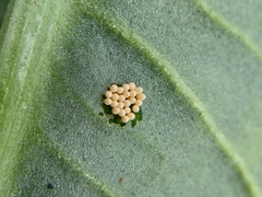 Galerucella grisescens