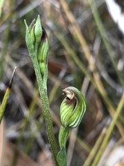 Pterostylis rubescens