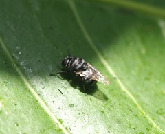 Adoxomyia