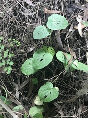 Dioscorea galeottiana