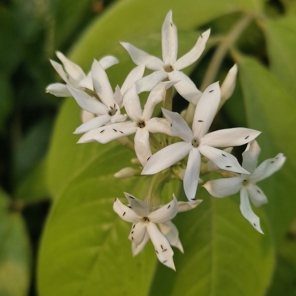 Jasminum rufohirtum (Jasminum rufohirtum)