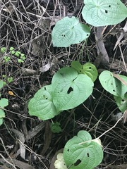 Dioscorea galeottiana