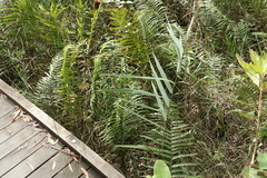 Telmatoblechnum indicum