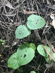 Dioscorea galeottiana
