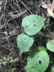 Dioscorea galeottiana