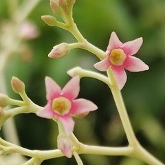 Urceola rosea