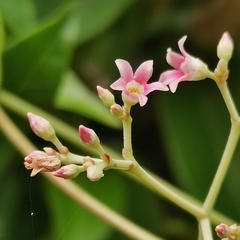 Urceola rosea