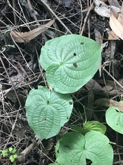 Dioscorea galeottiana