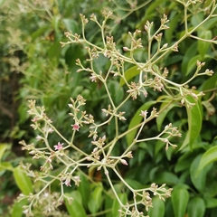 Urceola rosea