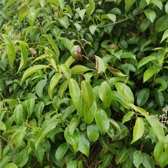 Urceola rosea