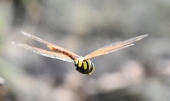 Anax aurantiacus